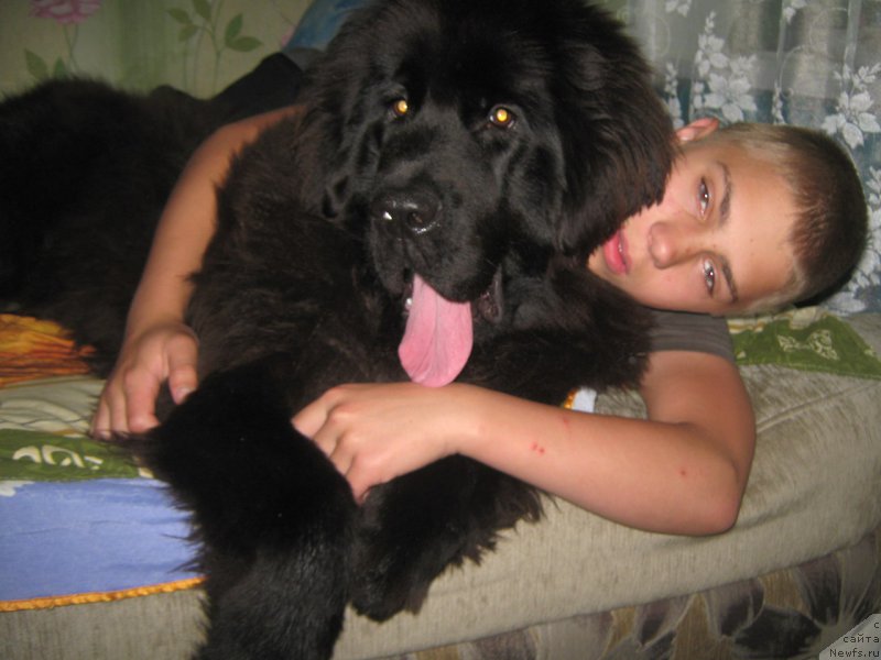 Фото: ньюфаундленд Энерги Океан