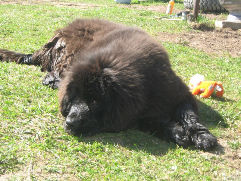 Фотография № 207990