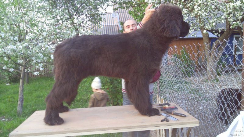 Фото: ньюфаундленд Смигар Ахил Феникс (Smigar Ahil Fenix)