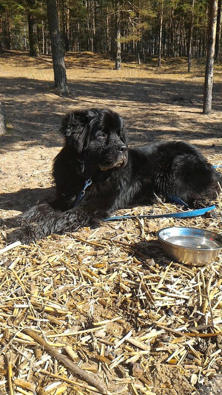 Фото: ньюфаундленд Белкондер-Клаб Бургунди Айс (Belkonder-Club Burgundy Ice)