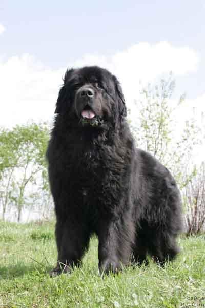 Фото: ньюфаундленд Смигар Ярмут