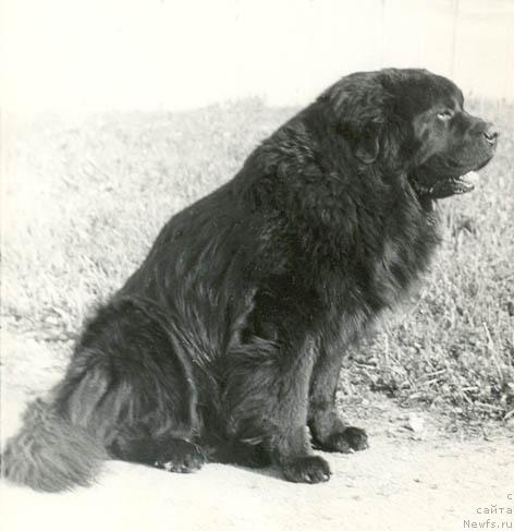Фото: ньюфаундленд Gin von der Hudson Bay (Джин фон дер Гудзон Бей)
