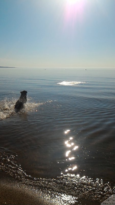 Фото: ньюфаундленд Белкондер-Клаб Бургунди Айс (Belkonder-Club Burgundy Ice)