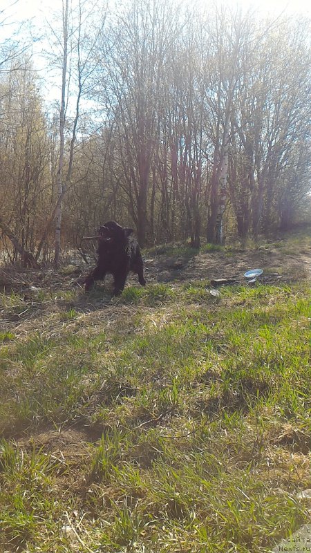 Фото: ньюфаундленд Белкондер-Клаб Бургунди Айс (Belkonder-Club Burgundy Ice)