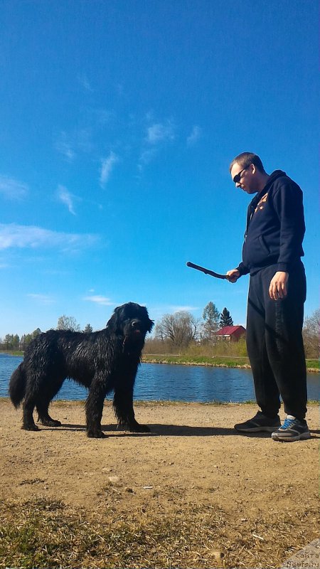 Фото: ньюфаундленд Белкондер-Клаб Бургунди Айс (Belkonder-Club Burgundy Ice)