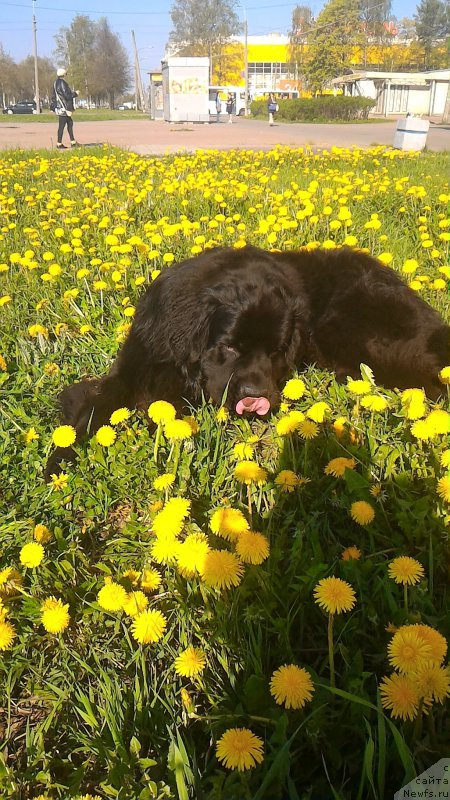 Фото: ньюфаундленд Белкондер-Клаб Бургунди Айс (Belkonder-Club Burgundy Ice)