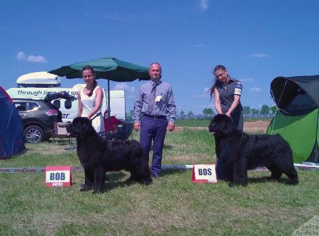Фото: ньюфаундленд Бегущая по Волнам Браво Брависсимо (Beguschaya po Volnam Bravo Bravissimo), ньюфаундленд Rain Coast You Too