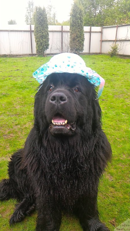 Фото: ньюфаундленд Целого Мира Мало из Аркаима (Tselogo Mira Malo iz Arkaima)