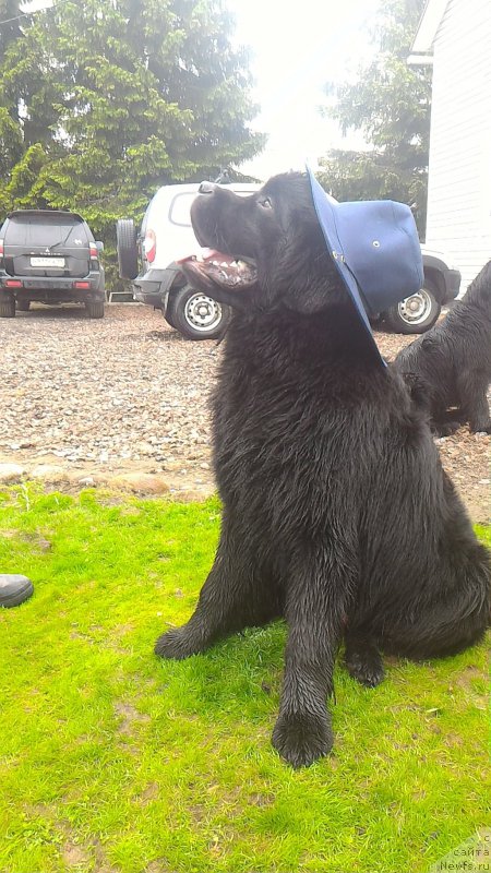 Фото: ньюфаундленд Белкондер-Клаб Бургунди Айс (Belkonder-Club Burgundy Ice)