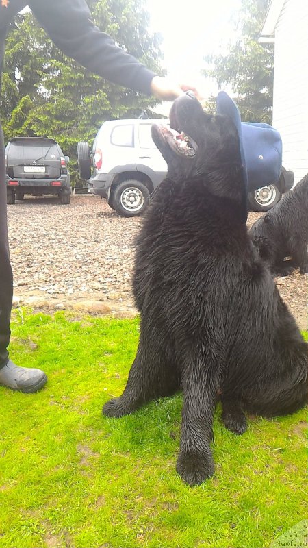 Фото: ньюфаундленд Белкондер-Клаб Бургунди Айс (Belkonder-Club Burgundy Ice)