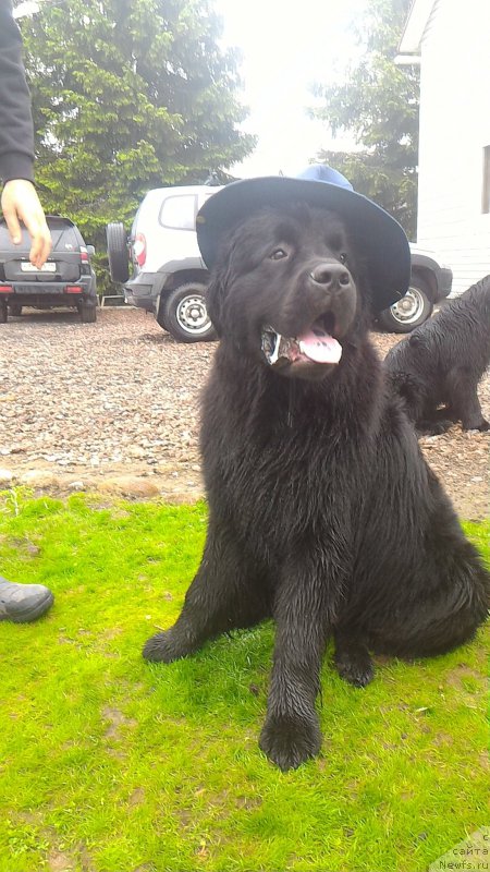 Фото: ньюфаундленд Белкондер-Клаб Бургунди Айс (Belkonder-Club Burgundy Ice)