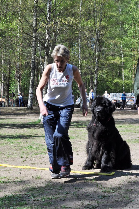 Фото: ньюфаундленд Бегущая по Волнам Шангри-Ла