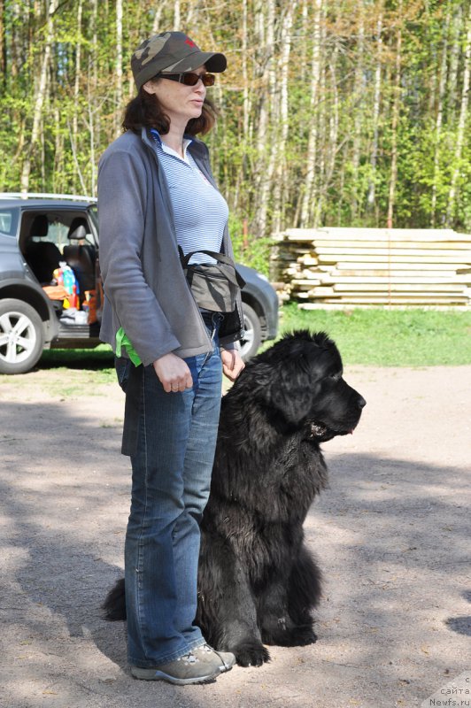 Фото: Галина Акулина, ньюфаундленд Бегущая по Волнам Чесс Квин Ин Блэк (Beguschaya po Volnam Chess Queen in Black)
