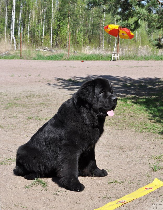 Фото: ньюфаундленд Бегущая по Волнам Вицерой (Beguschaya po Volnam Viceroy)