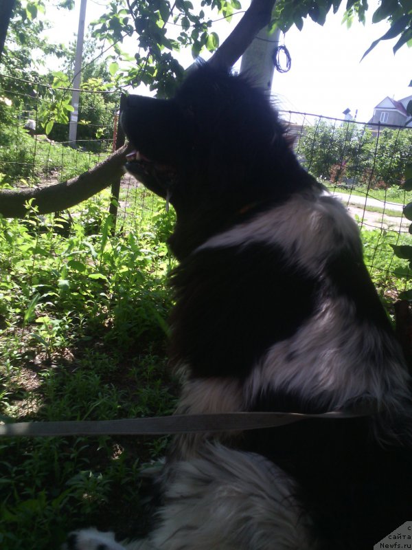 Фото: ньюфаундленд Питерньюф И'лл Станд Бу Уоу (Piternyuf I'll Stand By You)