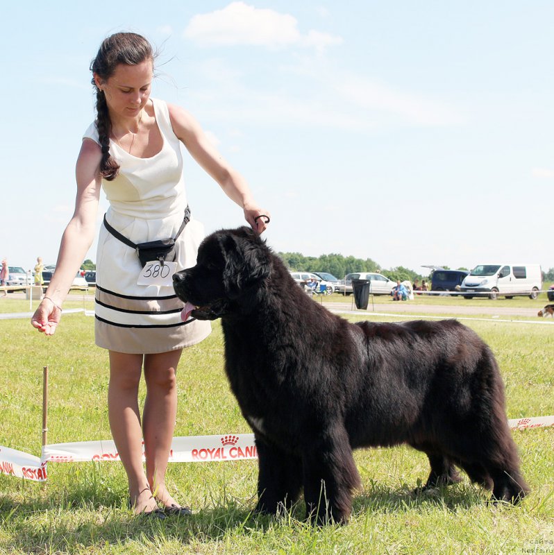 Фото: ньюфаундленд Бегущая по Волнам Браво Брависсимо (Beguschaya po Volnam Bravo Bravissimo)