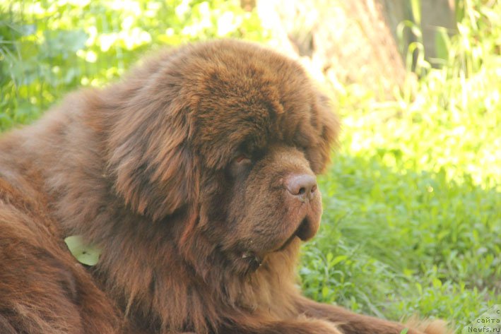 Фото: ньюфаундленд Ерошка с Берега Дона (Eroshka s Berega Dona)