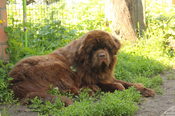 Фото: ньюфаундленд Ерошка с Берега Дона (Eroshka s Berega Dona)