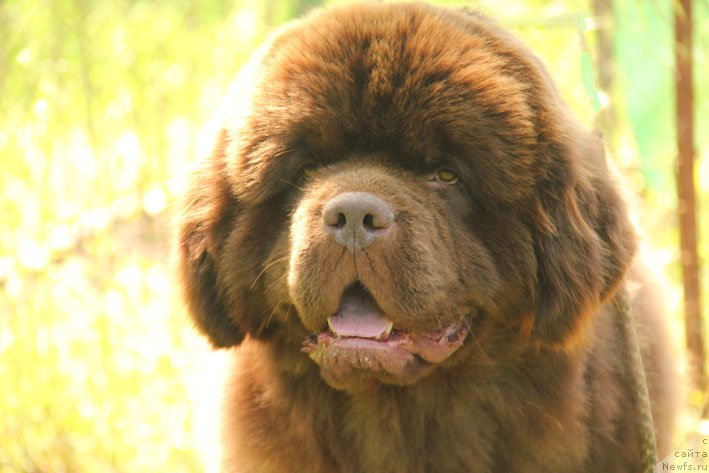 Фото: ньюфаундленд Ерошка с Берега Дона (Eroshka s Berega Dona)