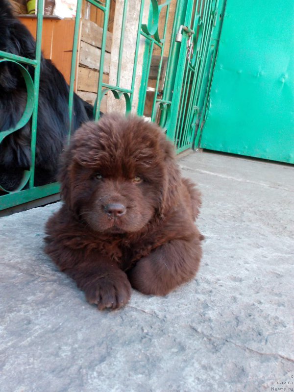 Фото: ньюфаундленд Браунблад МСК Бетани Эйс