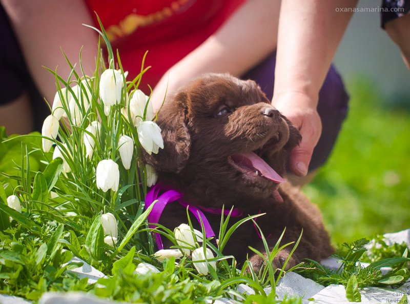 Фото: ньюфаундленд Браунблад МСК Хаким Голд Хайдар (Brownblood MSK Hakim Gold Haydar)