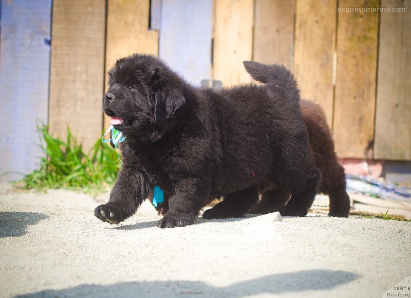 Фото: ньюфаундленд Браунблад МСК Хаким Голд Хайдар (Brownblood MSK Hakim Gold Haydar)