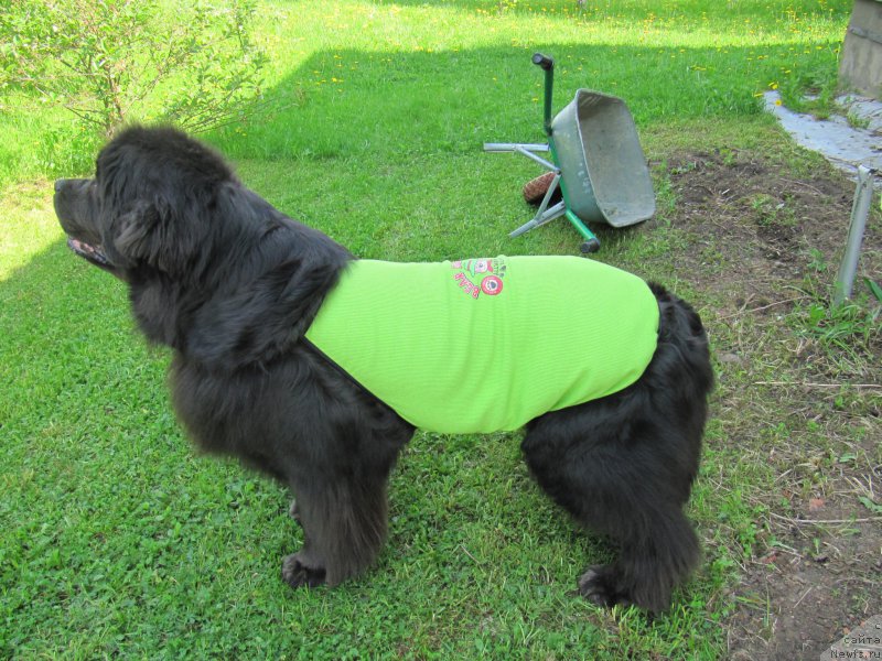 Фото: ньюфаундленд Мелти Вейв Марин Тифея (Melty Wave Marine Tifeya)