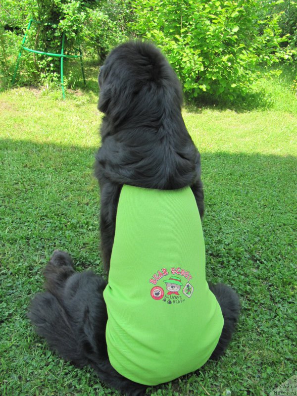 Фото: ньюфаундленд Мелти Вейв Марин Тифея (Melty Wave Marine Tifeya)