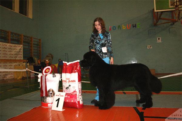 Фото: ньюфаундленд Плюшевая Панда Искрящийся Калипсо (Plushevaya Panda Iskryaschiysya Calipso), Анастасия Мищенко