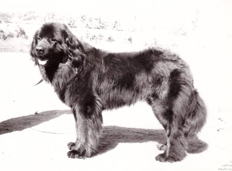 Фото: ньюфаундленд Викентий Лайф Сейвер