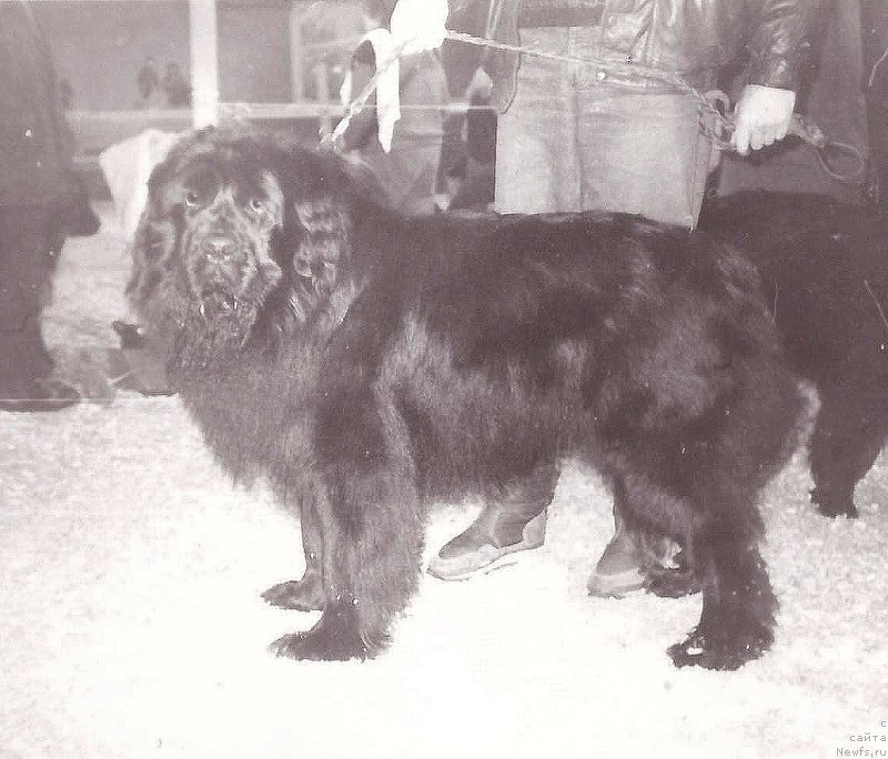 Фото: ньюфаундленд Жак