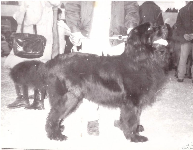 Фото: ньюфаундленд Николь Дар Дэн