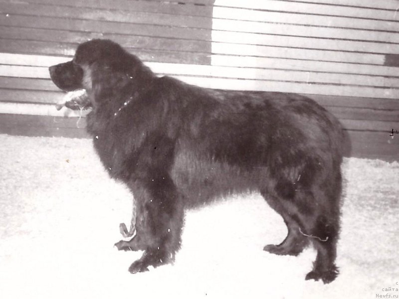 Фото: ньюфаундленд Тайгер Мейдж д'Оливье