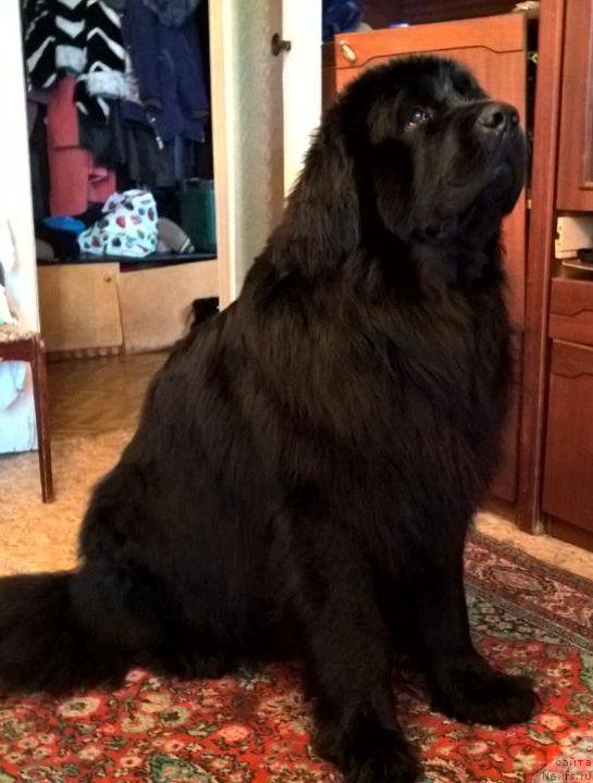 Фото: ньюфаундленд Валмонд Победитель (Valmond Pobeditel)