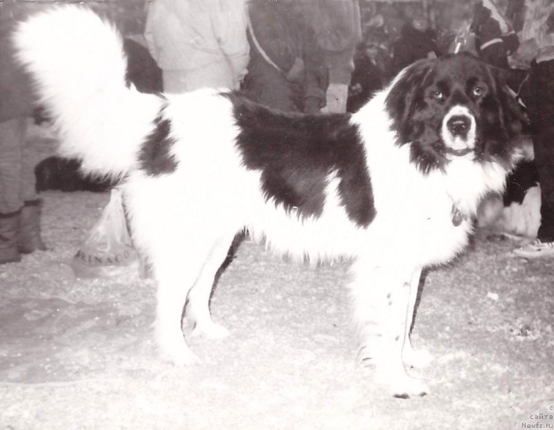 Фото: ньюфаундленд Норвуд Житар