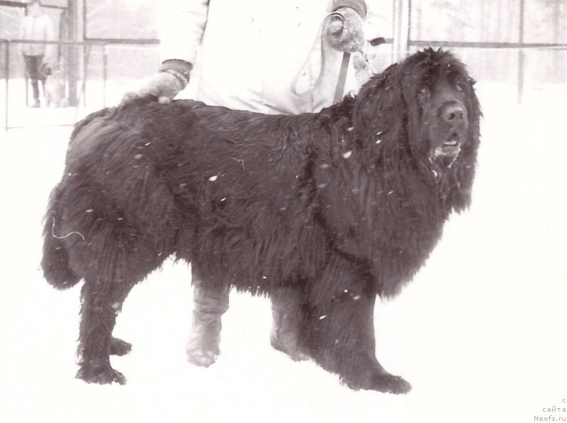 Фото: ньюфаундленд София Ивлор