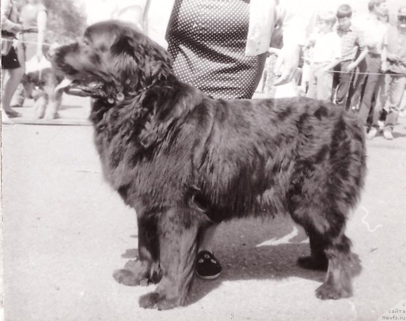 Фото: ньюфаундленд Целли Жашольд