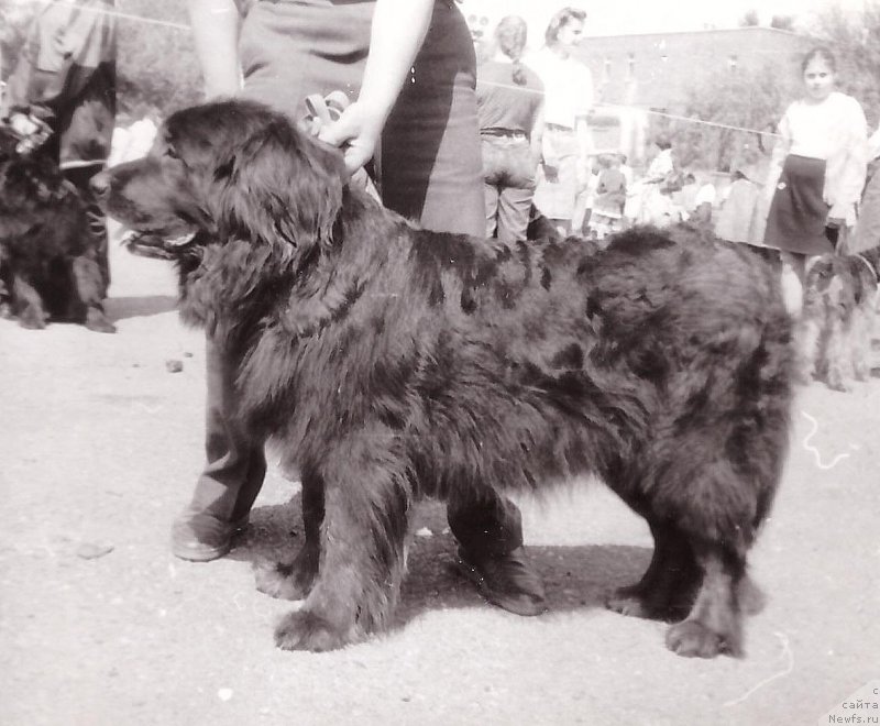 Фото: ньюфаундленд Цесси Жашольд