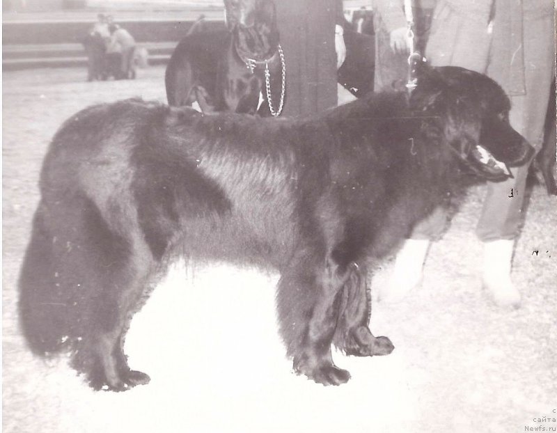 Фото: ньюфаундленд Кассандра де ля Юнс