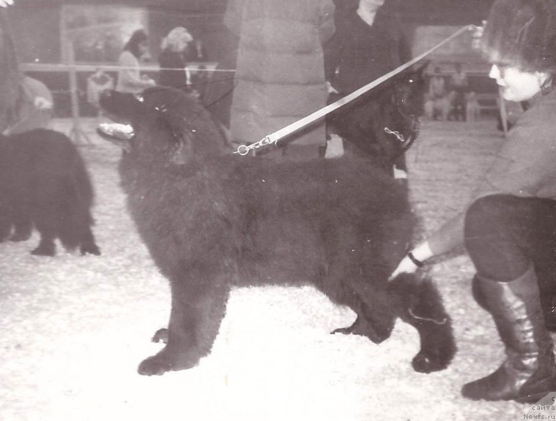 Фото: ньюфаундленд Центавр Мон из Золотого Треугольника