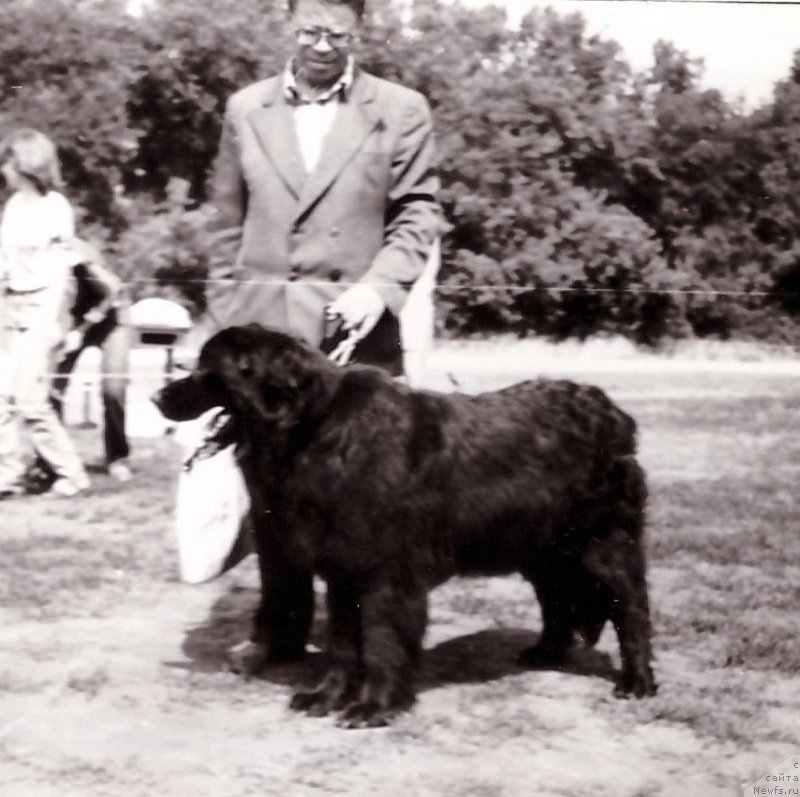 Фото: ньюфаундленд Юнона Габи