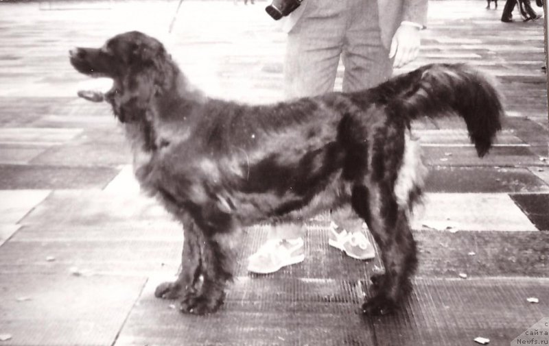 Фото: ньюфаундленд Вильда Баскер
