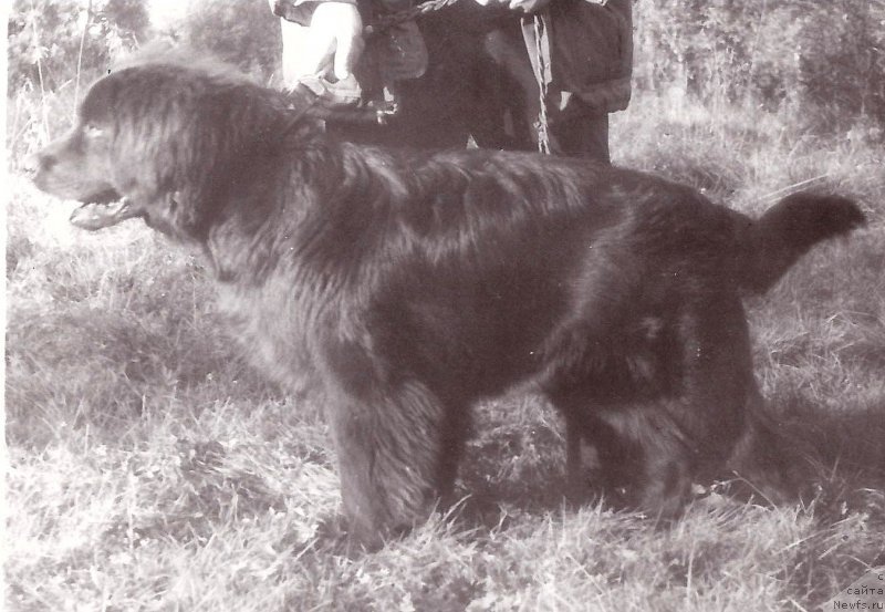 Фото: ньюфаундленд Цуфаун Рик Эршер