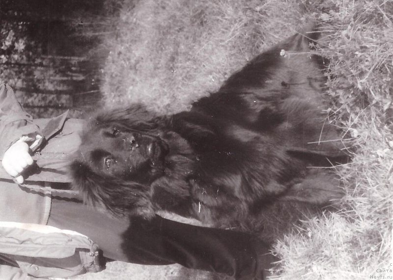 Фото: ньюфаундленд Цуфаун Рик Эршер