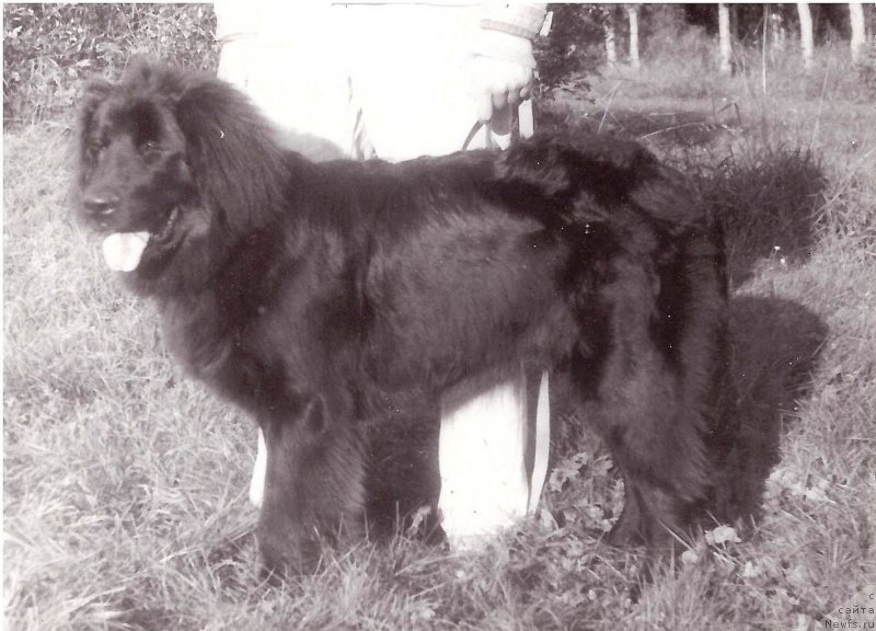 Фото: ньюфаундленд Эмир Вержен