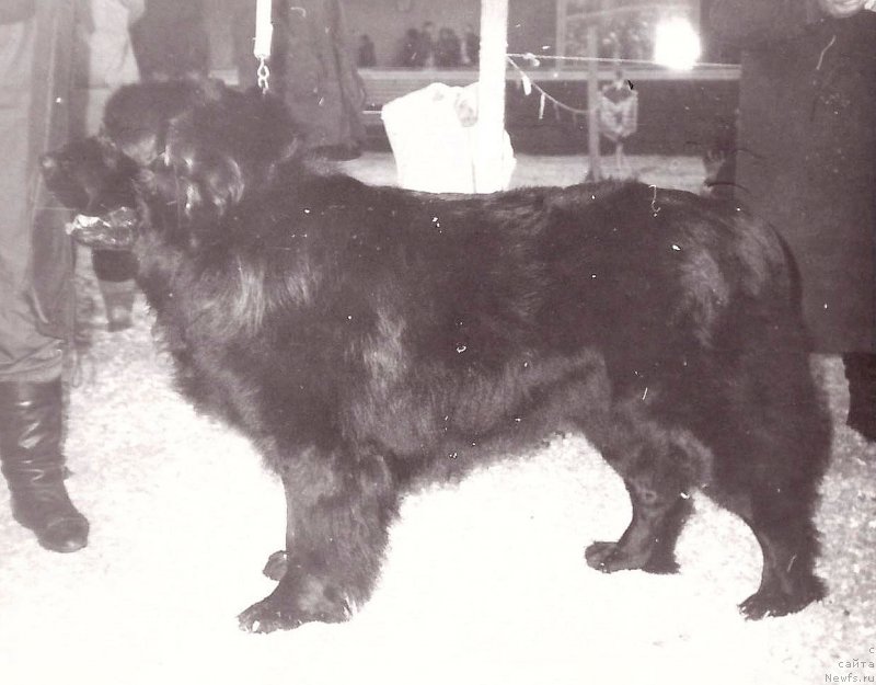 Фото: ньюфаундленд Устин Эвиюст