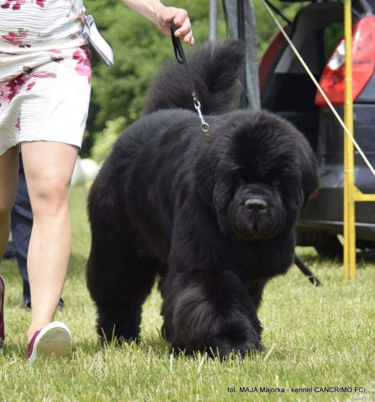 Фото: ньюфаундленд Дак Прайд Виттон (Dark Pride Vuitton)