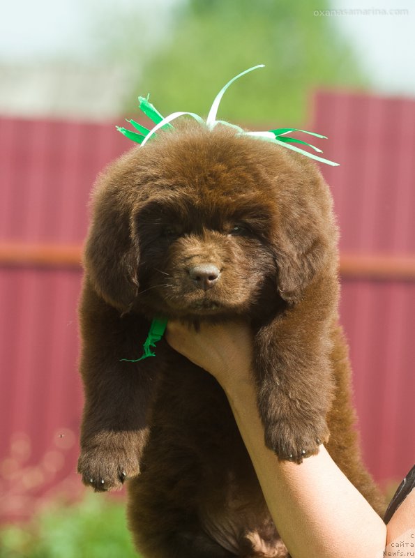 Фото: ньюфаундленд Браунблад МСК Бьярт Арчибальд