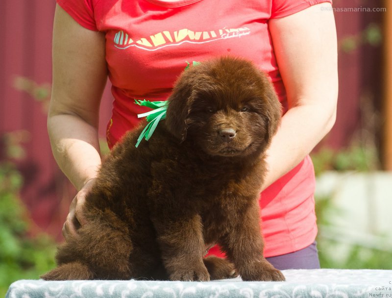 Фото: ньюфаундленд Браунблад МСК Бьярт Арчибальд