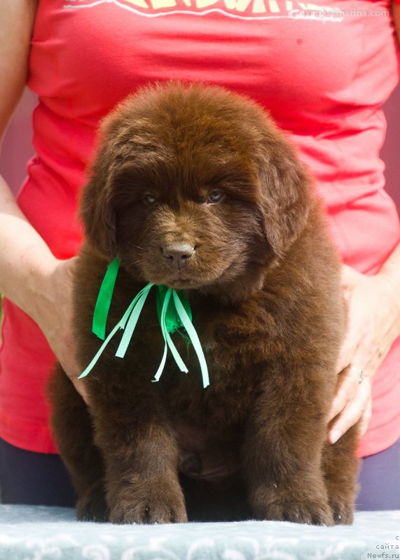 Фотография № 208109